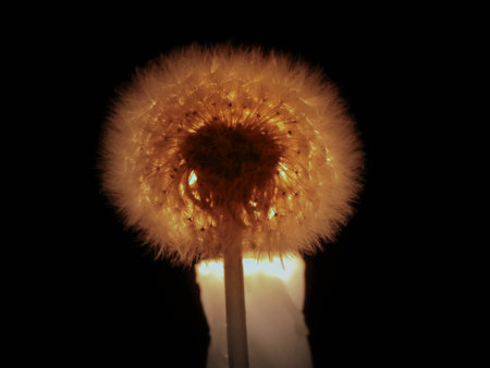 Fluffy white dandelion on a background bright candle in the darkの写真素材