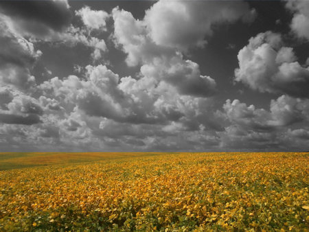 Yellow soybean field under gray cloudy sky
