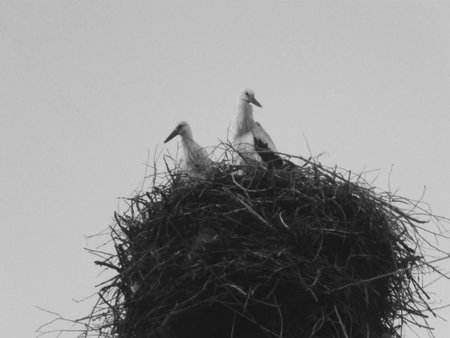 Two young storks inspect their land from large paved branches, nests
