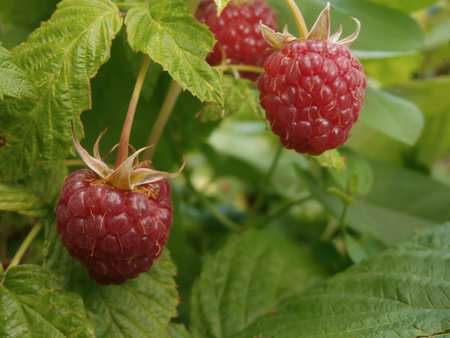 Ripe sweet juicy raspberry wait until their picks