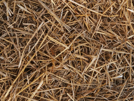 Dry light yellow straw dried scorching July sun