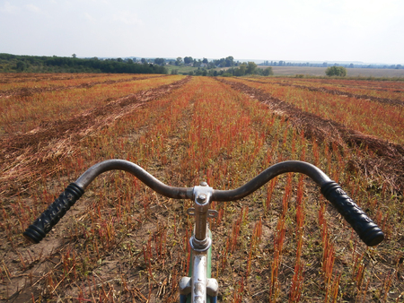 Steep downhill bike through thrashed hill buckwheat fieldsの写真素材