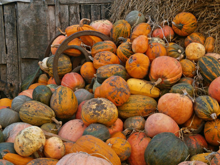 Big bunch of ripe pink pumpkins stacked next to stacks of straw