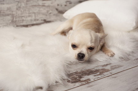 Cute chihuahua dog sits on white carpet in room, indoors, sweet homeの写真素材