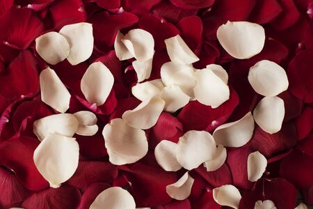 Close up of red and white rose petals. Floral background. Red rose stock photography. Styled marketing photography. Wedding, gift card, valentine's day or mothers day background. Top viewの写真素材