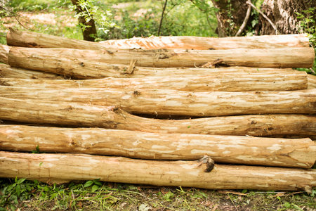Log pile in the forest. Wood stack. Close up