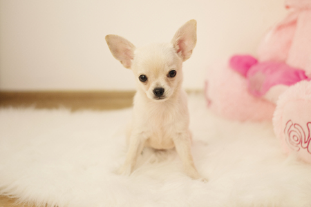 Cute baby chihuahua dog sits on white carpet in room, indoors, sweet homeの写真素材