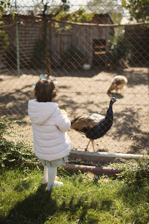 Baby girl with a pink jacket and dress in the zoo feeds peacocksの写真素材