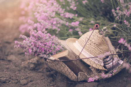 Basket with lavender bouquet, old antique camera and ball with twine. Lavender flowers between rows of lavender field. Purple tinting, sunny hazy, hazeの写真素材