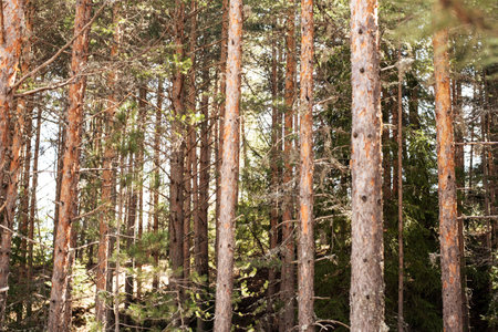 Pine forest at spring day in the Bansko, Bulgaria. Forest trees. Nature green wood sunlight...