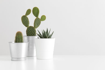 Various types of cactus and a succulent plant on a white table with blank copy space.