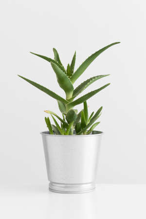 Aloe vera in a pot on a white table.\の写真素材
