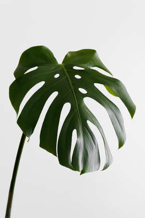 Monstera plant leaf on a white background.の写真素材