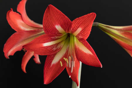 Red amaryllis flowers isolated on a black background.の写真素材