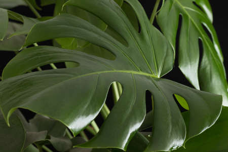 Monstera plant leaves on a black background.の写真素材