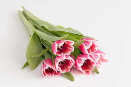 Bouquet of pink tulips on a white table.の写真素材