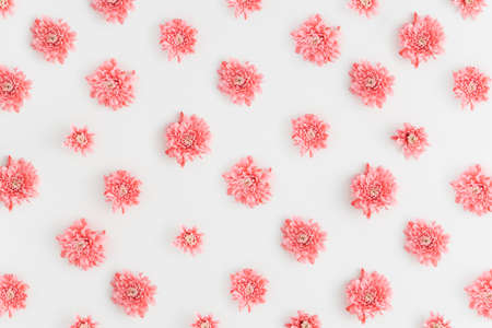 Floral pattern made of pink chrysanthemum on a white background. Top view.の写真素材