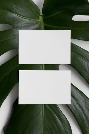 Two white business cards mockup with a monstera leaf on a white background.