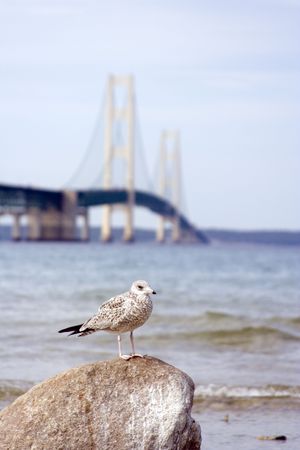Seagull infront of the machinaw bridge in northern michigan focus on the birdの写真素材