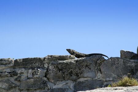 Lizard , reptile at one of the  ruins in tulum mexicoの写真素材