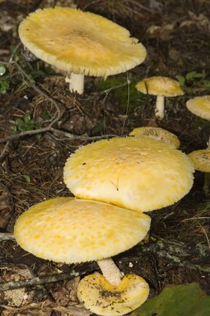Macro shot of a wild mushroom in Michiganの写真素材