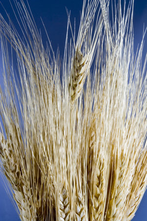 Close up of wheat grain on blue background