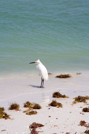 snowy egret watching the waves on a sandy beach の写真素材