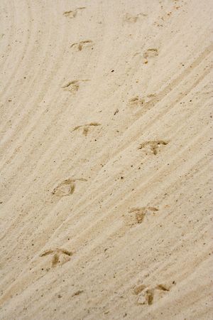 Bird footsteps in a golf course sand trap heading at you. の写真素材