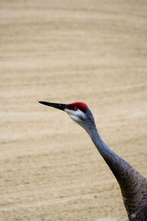 close up of a sandhill crane ( grus canadensis) shot in Floridaの写真素材