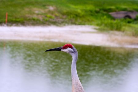 close up of a sandhill crane ( grus canadensis) shot in Floridaの写真素材