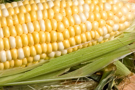 macro shot of fresh ripe sweet corn