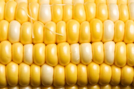 macro shot of fresh ripe sweet cornの写真素材