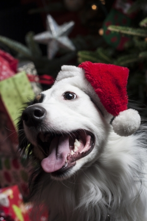 a cute Australian Shepherd in front of a christmas tree with a santa hatの写真素材