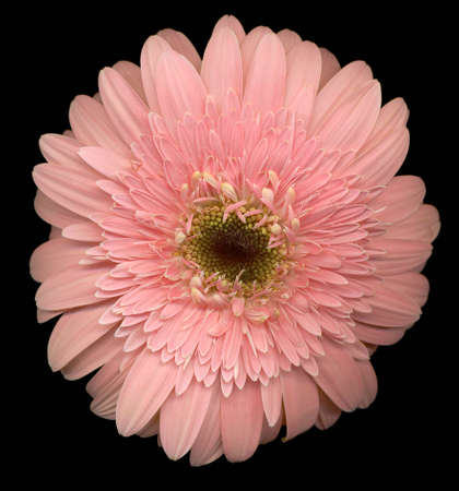 Pink flower on black backgroundの写真素材