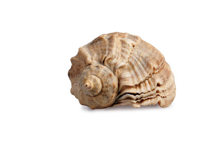  Sea shell isolated on white