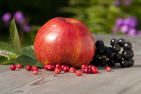 The red apple and aronia melanocarpaの写真素材