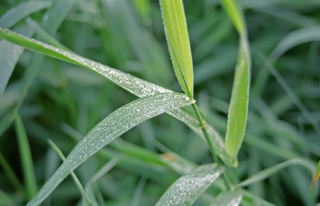 grass in dew,  close up, summer morningの写真素材