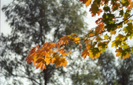 maple branch with yellow leaves, soft focus, tree on backgroundの写真素材