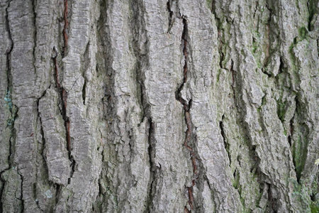 Tree backgroundの写真素材