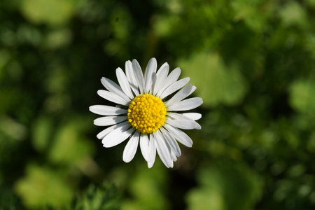 Daisy flower close-upの写真素材