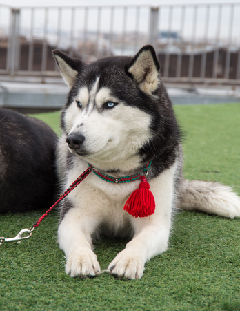 Huskyの写真素材