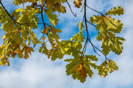 Yellow oak leaves