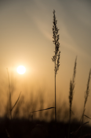 Inflorescence on sunset backgroundの写真素材