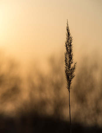 Inflorescence on sunset backgroundの写真素材