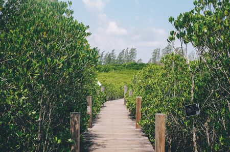 Bird's Eye View by Drone of Vibrant Green Indian Mangrove Forest with a Long Wooden boardwalk in Rayong province of Thailand,visit the beauty of mangrove nature at Tung Prong Thongの写真素材