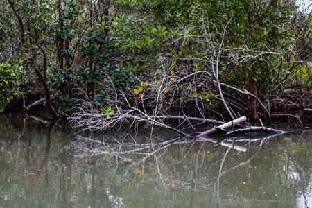 Forest of Mangroves in Tung Prong Thong or Golden Mangrove Field at Estuary Pra Sae, Rayong, Thailandの写真素材