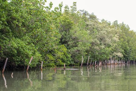 Forest of Mangroves in Tung Prong Thong or Golden Mangrove Field at Estuary Pra Sae, Rayong, Thailandの写真素材