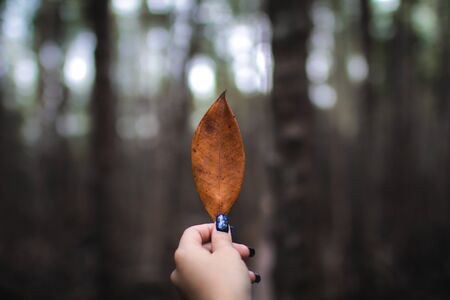 Red autumn leave in girl hands, selective focus, bokeh background in mangrove forest Thailandの写真素材