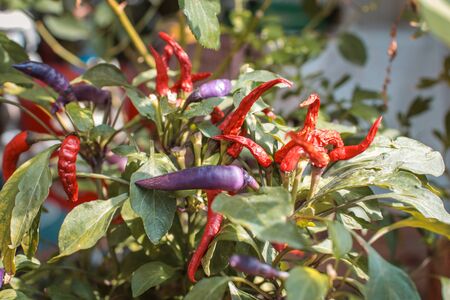 Chili field in agricultural garden, Ripe red chili on a tree.の写真素材