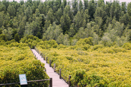 Walkway with wooden bridge through mangrove forrest, Golden Meadow Prong or Thung Prong Thong (Thai language) at Rayong, Thailand (soft focus)のeditorial素材